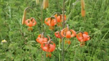 Rüzgar turuncu çiçekler