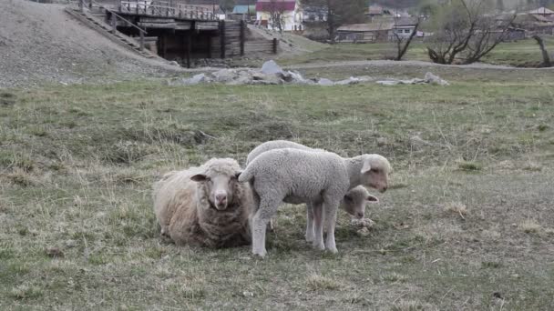 Ovelhas com seus dois cordeiros para pastar — Vídeo de Stock