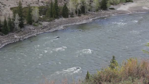 Mountain river in forest, Altai, Russia — Stock Video