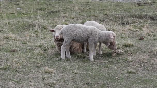 Ewe with her two lambs to pasture — Stock Video