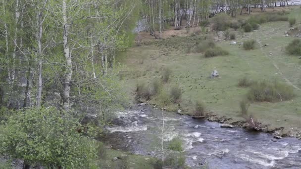 Rivière de montagne dans la forêt, Altaï, Russie 