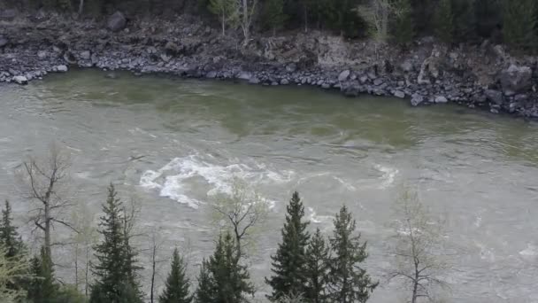 Berg flod i skog, altai, Ryssland — Stockvideo