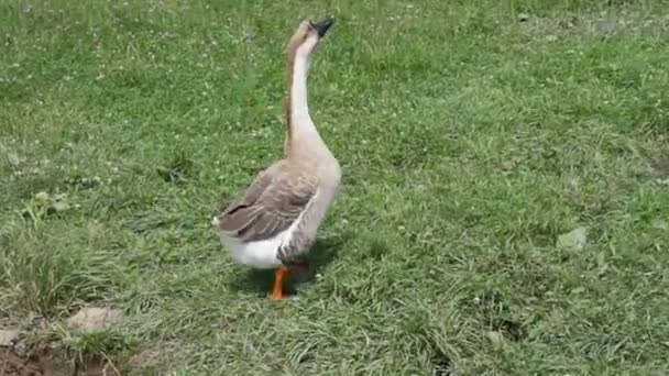 White Goose walking on green grass. — Stock Video