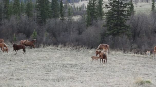 Az Altai-hegység legelőjén legelő csikós lovak. — Stock videók