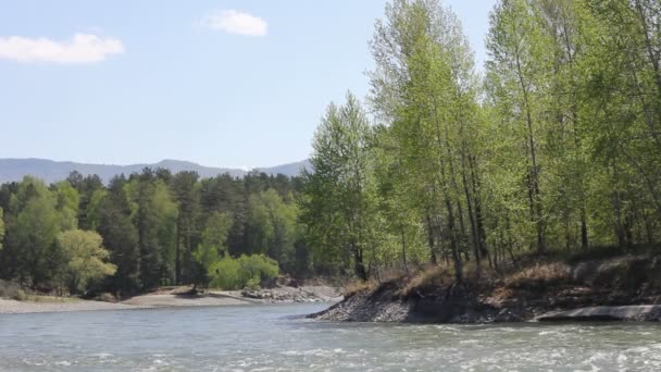 Berg rivier in bos, altai, Rusland — Stockvideo