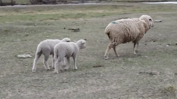 Pecora con i suoi due agnelli al pascolo — Video Stock