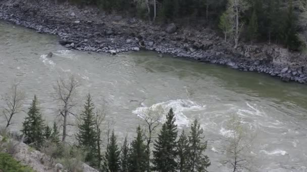 Mountain river in forest, Altai, Russia — Stock Video