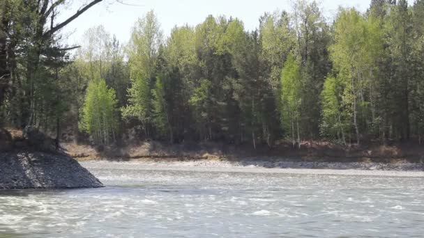 Berg flod i skog, altai, Ryssland — Stockvideo