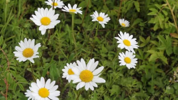 Kamilla virágok a szélben — Stock videók