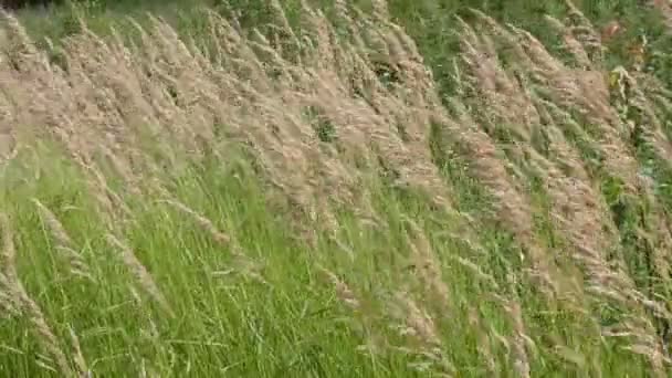 Herbe dans un champ dans le vent 