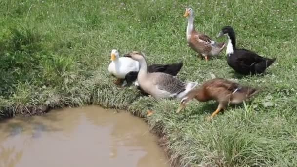 Grupo de patos correndo para o lago para beber água . — Vídeo de Stock