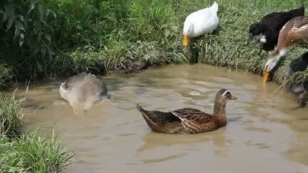 Grupo de patos correndo para o lago para beber água . — Vídeo de Stock