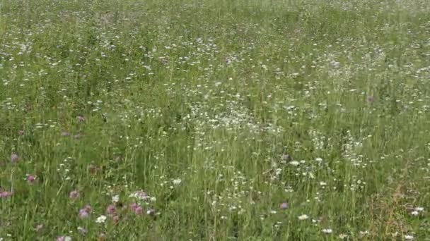 Herbe dans un champ dans le vent 