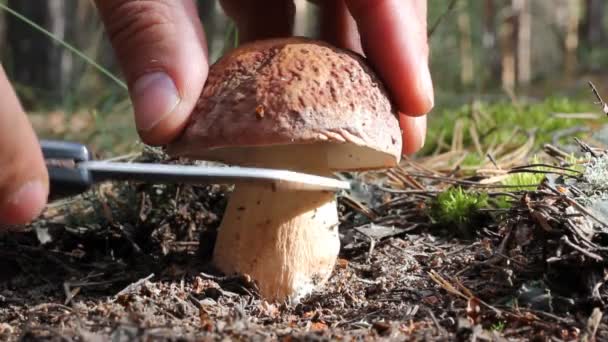 Seta blanca cortada con un cuchillo en el bosque . — Vídeos de Stock