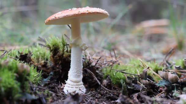 Champignon Amanita, ne coupez pas, et la jambe de coups de pied .