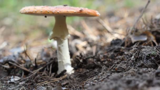 Champiñón Amanita, no cortar, y patear la pierna . — Vídeos de Stock