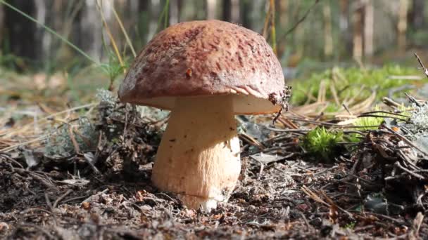 Vit svamp skär med en kniv i skogen. — Stockvideo