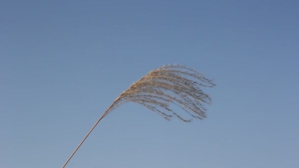 Suché trávy se houpe ve větru v zimě. — Stock video