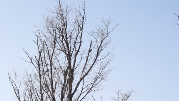 Pájaro carpintero en un árbol del bosque en un día de invierno — Vídeos de Stock