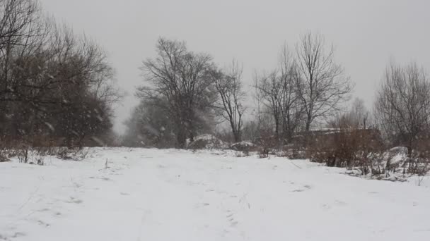 Snö dag i vinter skogen — Stockvideo