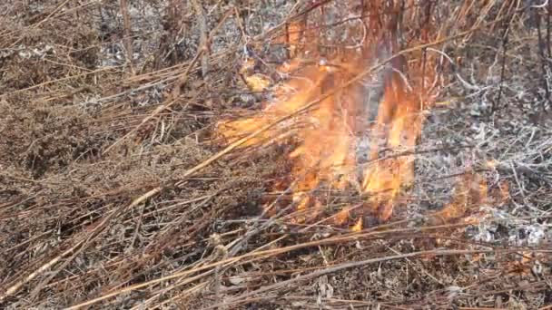 Feuer im Gras — Stockvideo