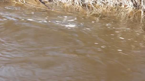 春天的雪在融化在河，在 3 月上 — 图库视频影像