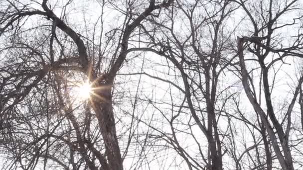 L'après-midi d'hiver soleil brille à travers les arbres. HD H.264 — Video