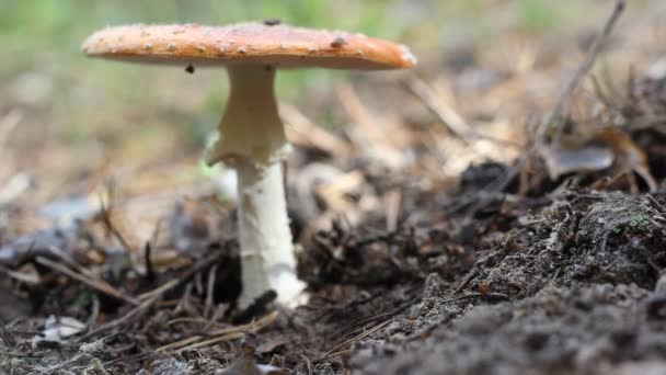 Amanita mushroom, do not cut, and kicking leg. — Stock Video