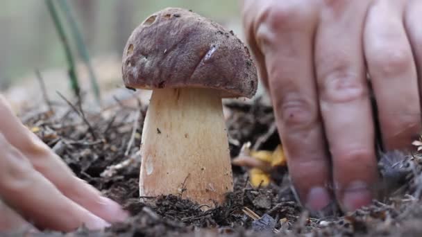 Fungo bianco tagliato con un coltello nel bosco . — Video Stock