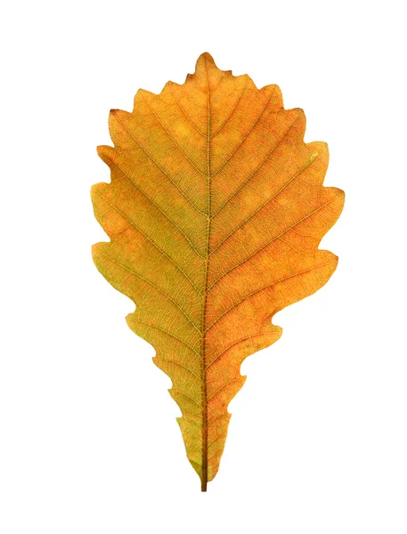 Close-up of autumn oak leaf on white — Stock Photo, Image