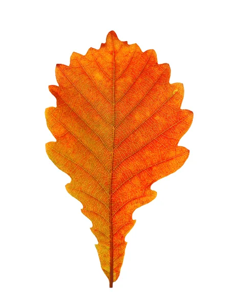 Close-up of autumn oak leaf on white — Stock Photo, Image