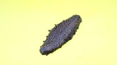 Trepang (Holothuroidea, Stychopus, Cucumaria)