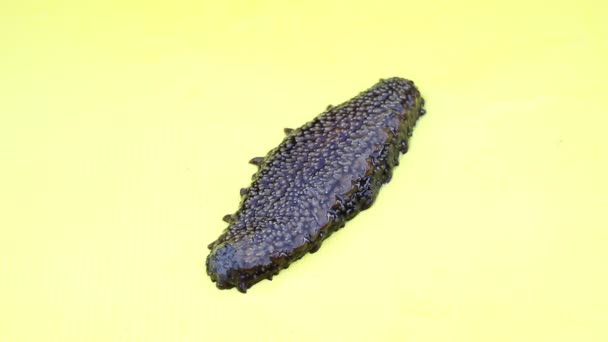 Trepang (Holothuroidea, Stychopus, Cucumaria) — Wideo stockowe