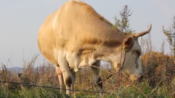Kuh gegen eine Weide mit frischem Gras — Stockvideo