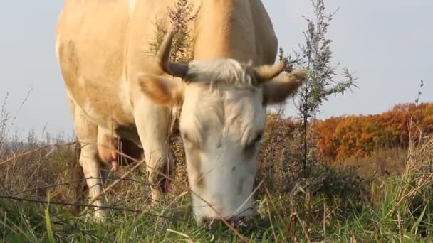 Vaca contra un pasto de hierba fresca — Vídeo de stock