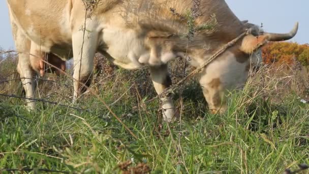 Vaca contra um pasto de grama fresca — Vídeo de Stock