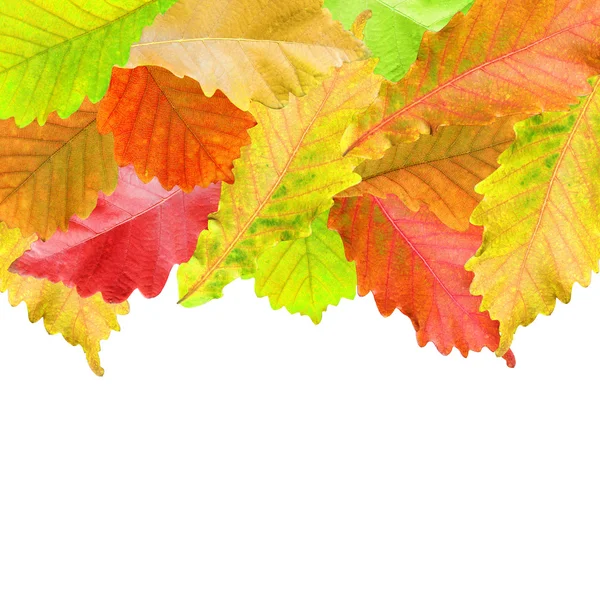 Herbstblätter umrahmen Weiß für Ihren Text — Stockfoto