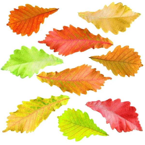 Collection of tree leaves isolated on white background — Stock Photo, Image