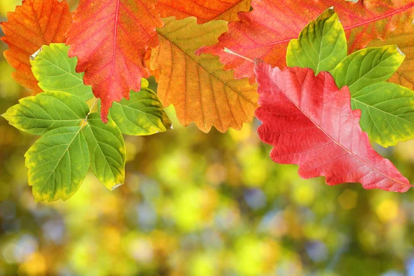 Fondo de hojas de otoño — Foto de Stock