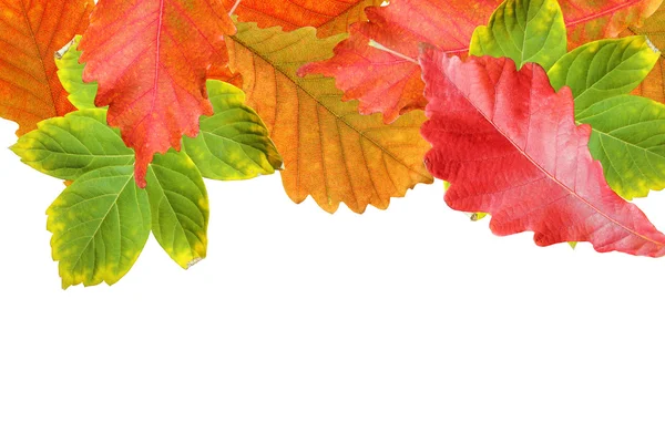 Осенние листья рамка на белом для вашего текста — стоковое фото