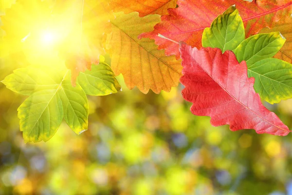 Fondo de hojas de otoño — Foto de Stock