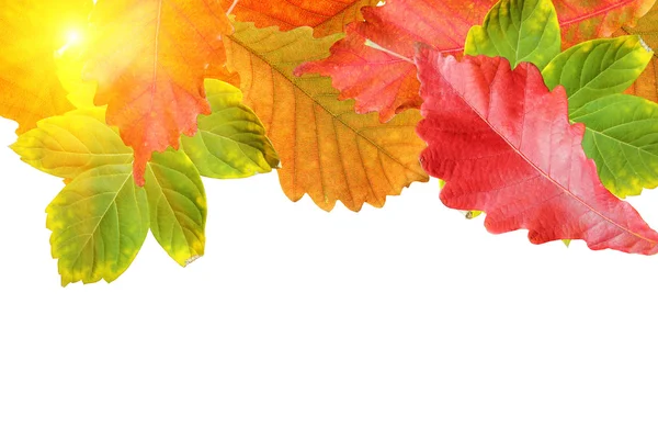Herfstbladeren frame over wit voor uw tekst — Stockfoto