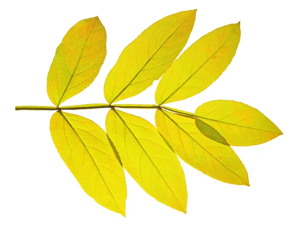 Autumn leaf ash on white background — Stock Photo, Image