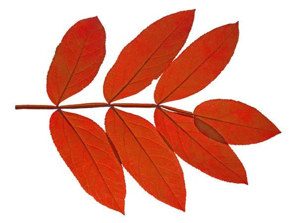 Podzimní listy Popeleční na bílém pozadí — Stock fotografie