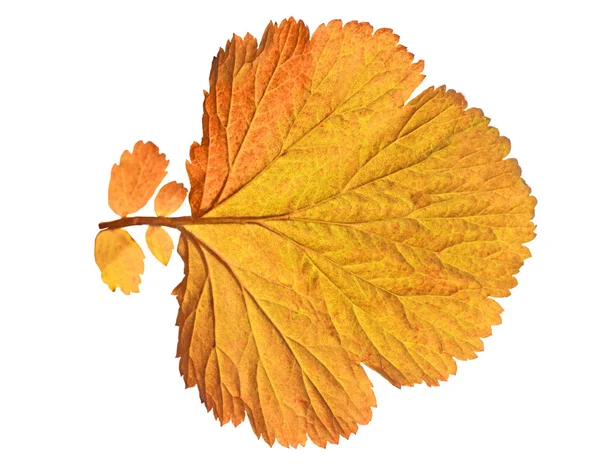 Hoja de otoño sobre fondo blanco — Foto de Stock