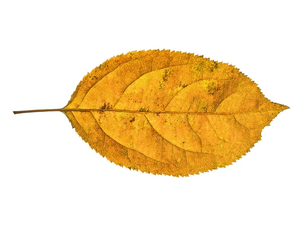 Podzimní list na bílém pozadí — Stock fotografie