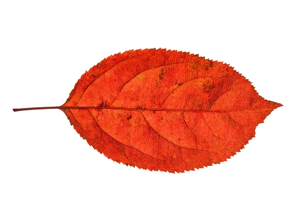 Hoja de otoño sobre fondo blanco — Foto de Stock