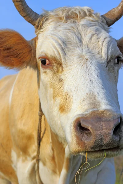 Head of a cow against a pasture of fresh grass — Stock Photo, Image