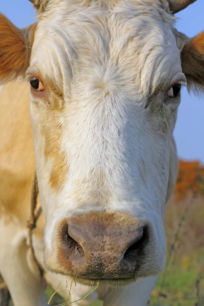 Kopf einer Kuh gegen eine Weide mit frischem Gras — Stockfoto