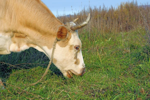 Cow against a pasture of fresh grass — Stock Photo, Image